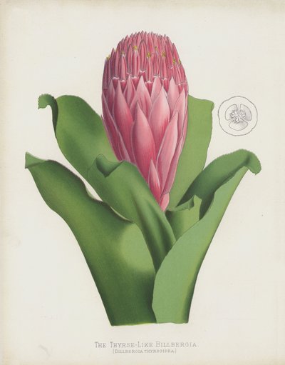 The Thyrse-Like Billbergia by English School